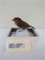 藏品(山紅頭)的圖片